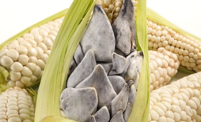 What Is Huitlacoche?