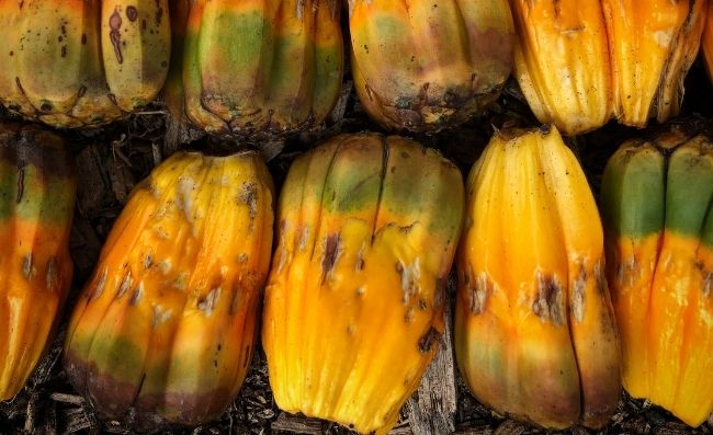 What Does Hala Fruit Taste Like? Pandanus - KitchenVile