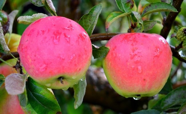 pink-lady-apple-chestnut-hill-outdoors