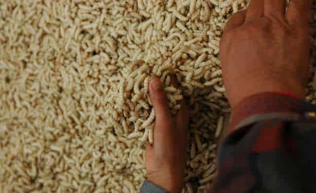 Why are There Maggots in Rice (Facts You should Know)